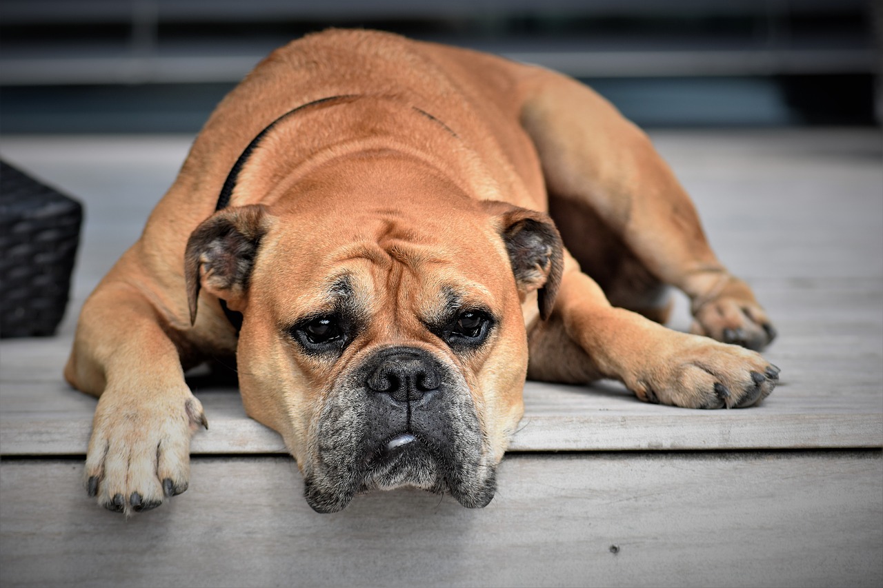 Pies chory na babeszjoze - opis choroby