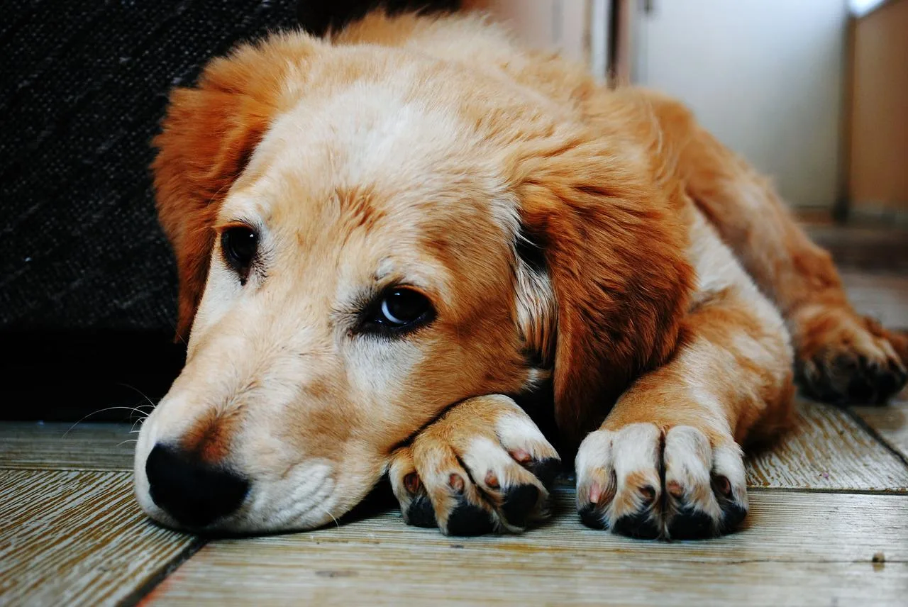 Jak umiera pies chory na serce?